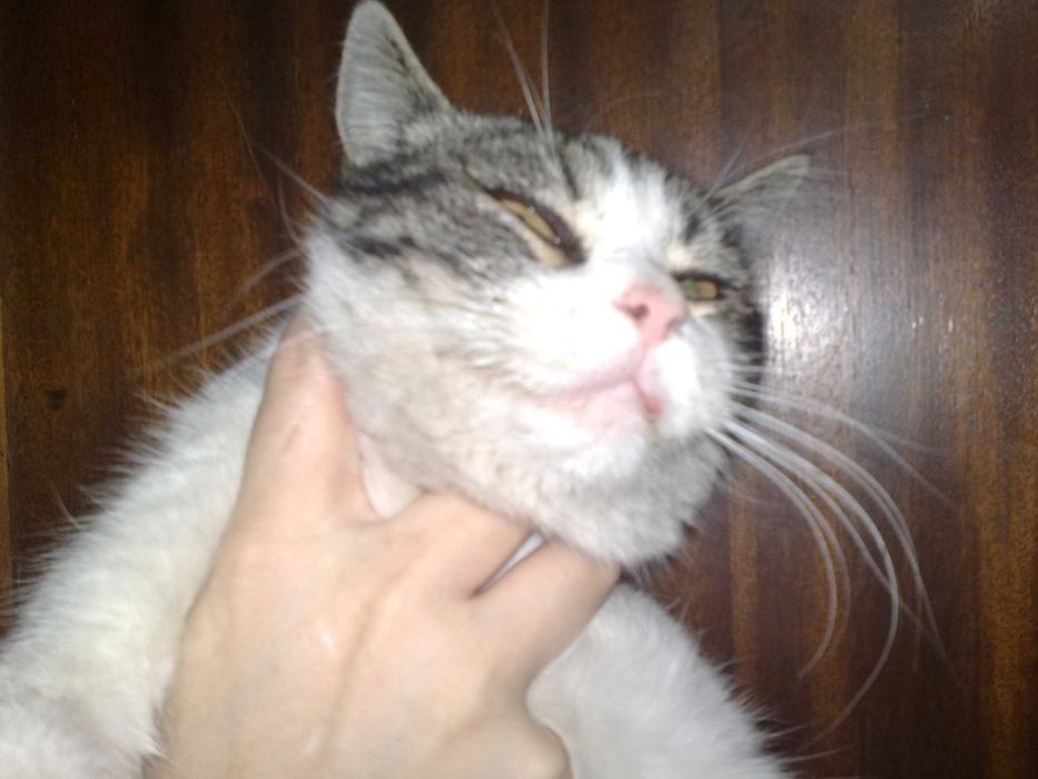 Красивый котик британец, 1 год, плоскомордый.