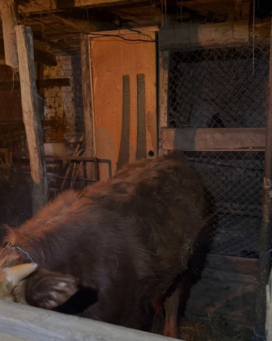 Продам двух годовалых бычков