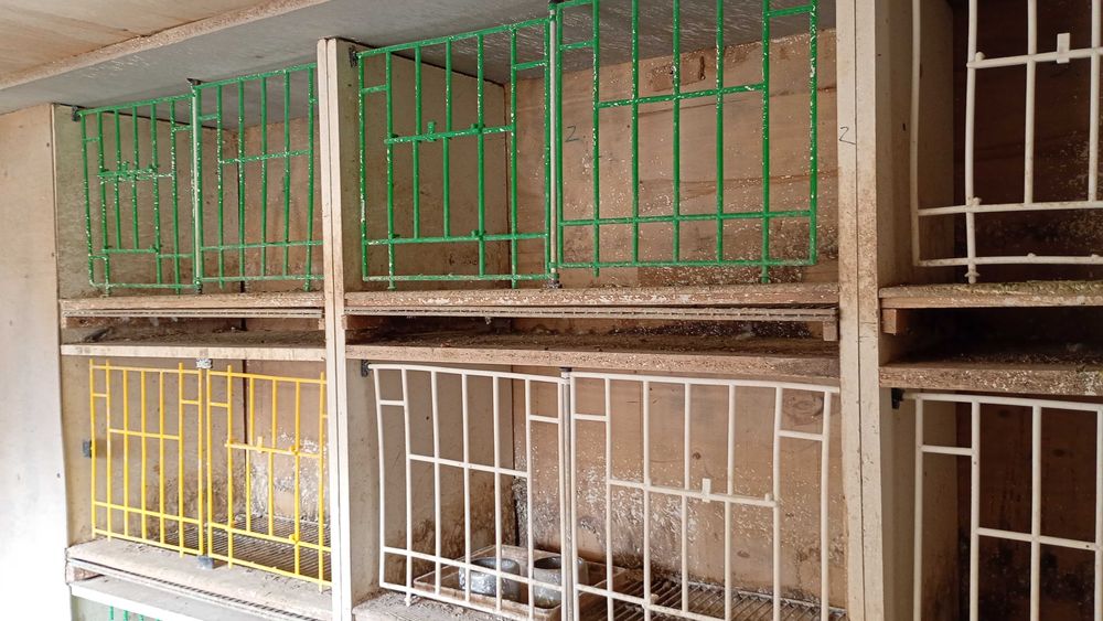 Boxe porumbei de vânzare