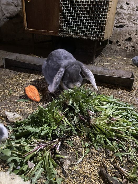 Продам Кроликов Французкий Баран