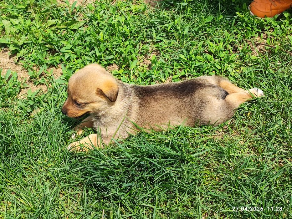 Корги тұқымдас күшік