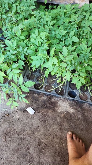 Vând rasaduri tomate,ardei,castraveti din samanta certificata.,dovlecei,vinete