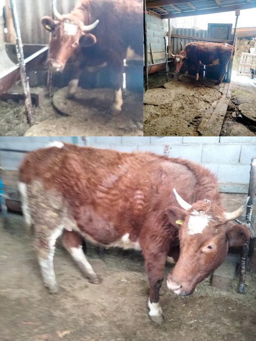 Корова,село Чилик