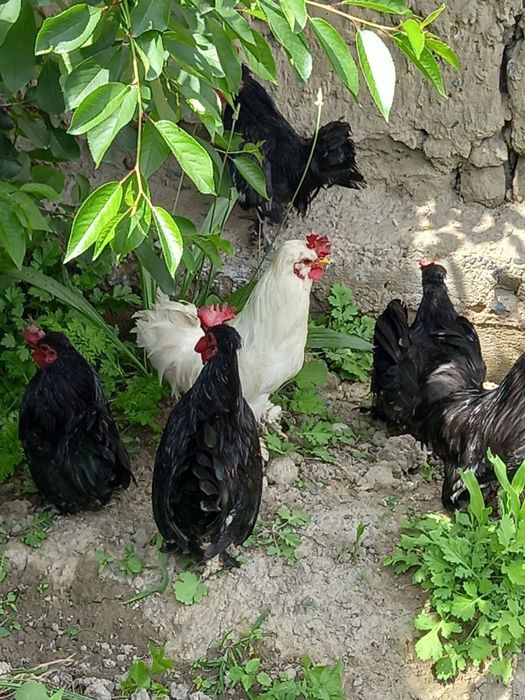 Тоза Япон Хорозлар СОТИЛАДИ !