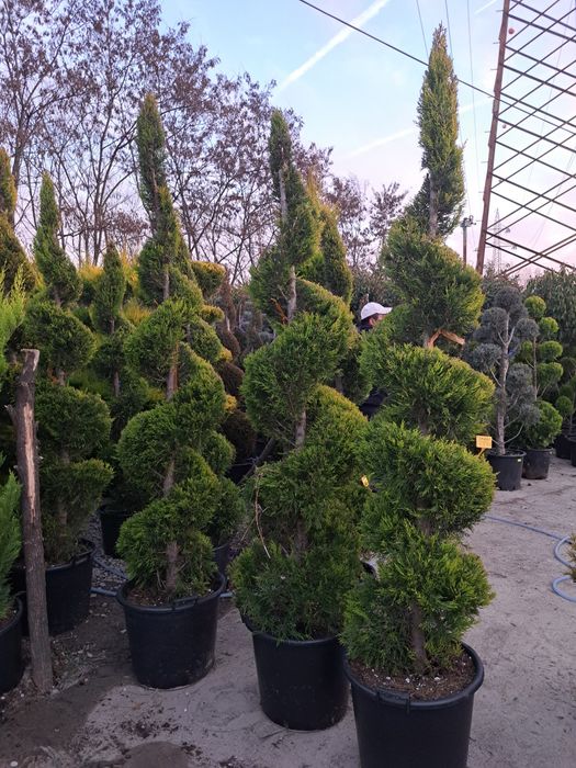 Mesteacan Tei Frasin Stejar Catalpa Liliac etc