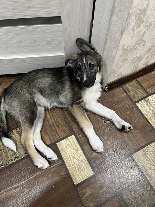 отдам щенка в хорошие руки