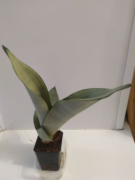 Комнатные цветы продажа