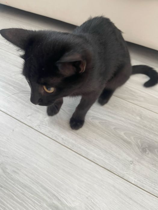 Отдам в хорошие руки котят