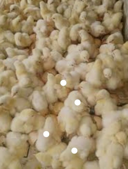 jujalar sotiladi keridet