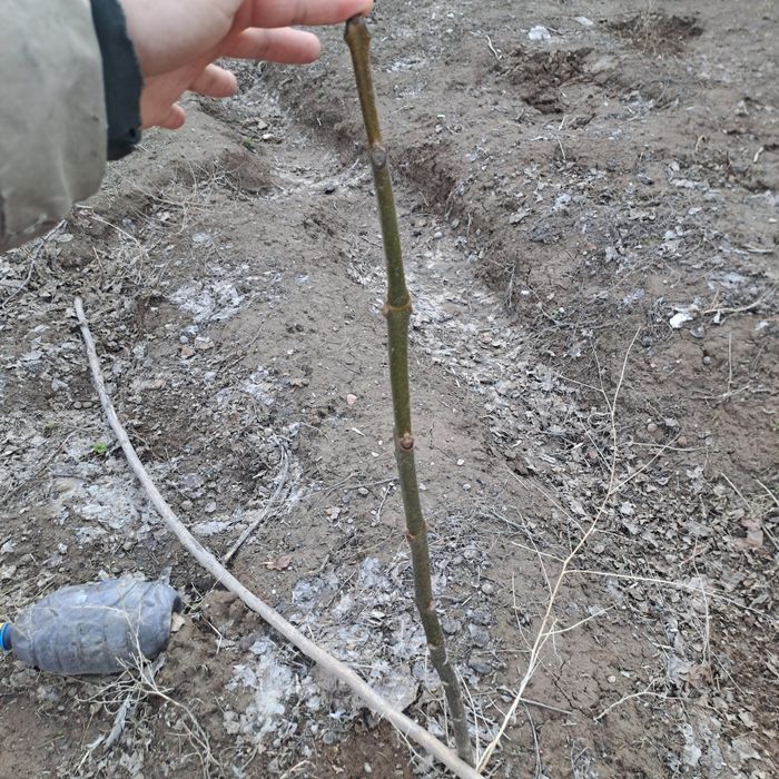 павловния саженцы