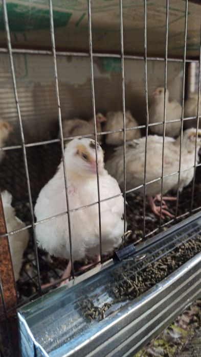 Продам перепелов несушек.