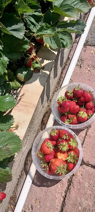 Продам саженцы клубники