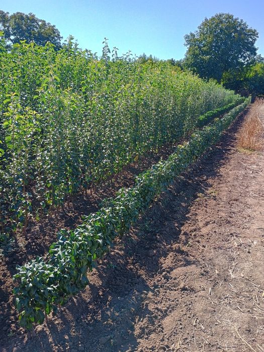 Овощен посадъчен материал 2025