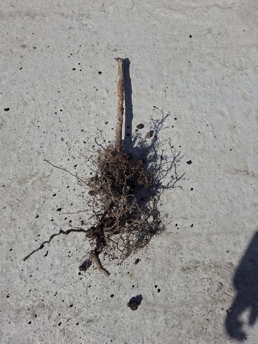 Саженцы малины сорт Бабье лето