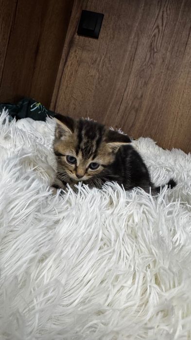 Продам шотландского котенка