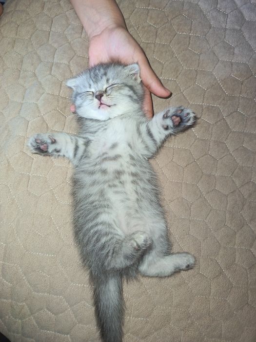 Красивые британские котята