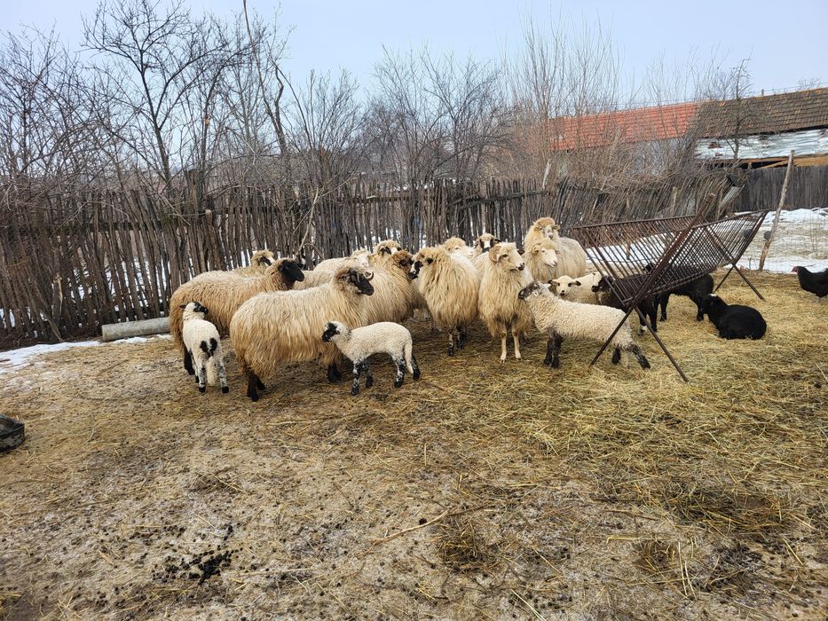 Vand 12 oi si 9 miei