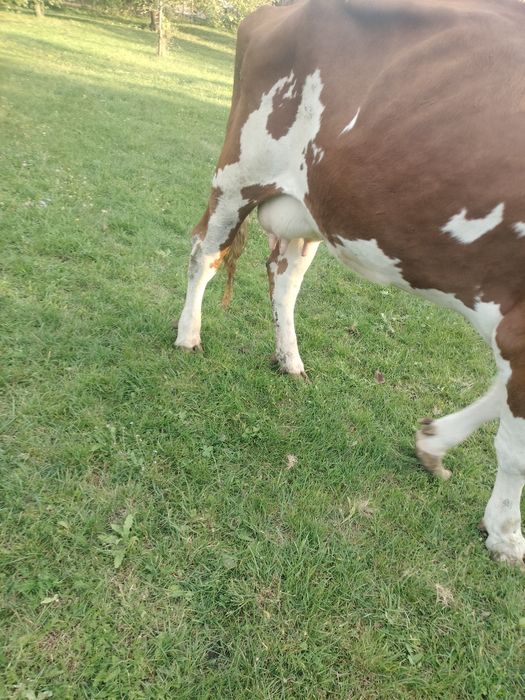 Vacă Bălțată Românească