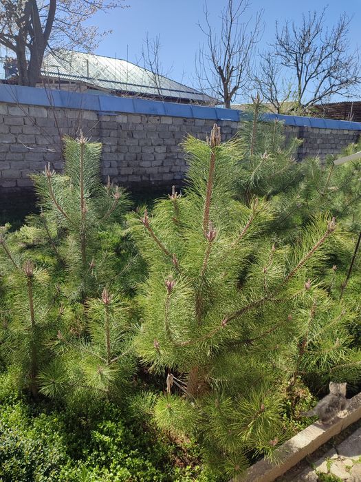 Крим сосна арчаси Хар хил катта кичиги бор