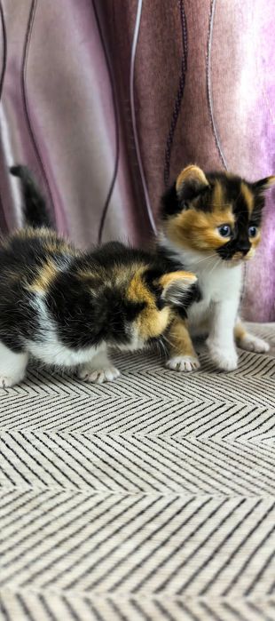Продам котят мама британка