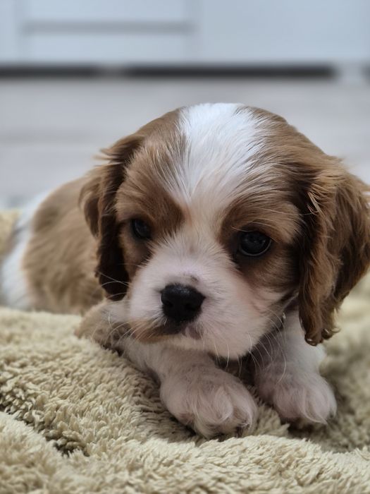 Cavalier king charles