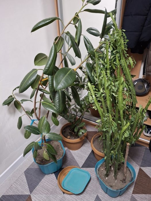 Комнатные цветы большие