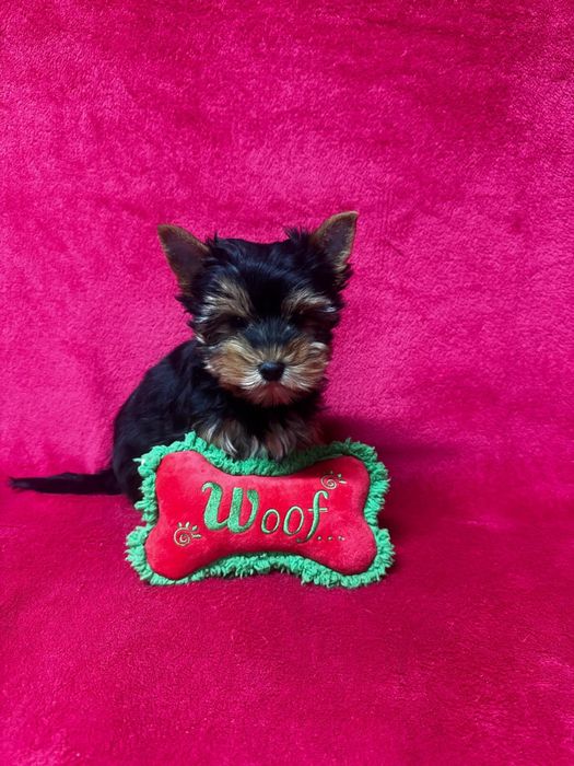 Yorkshire terrier mini toy