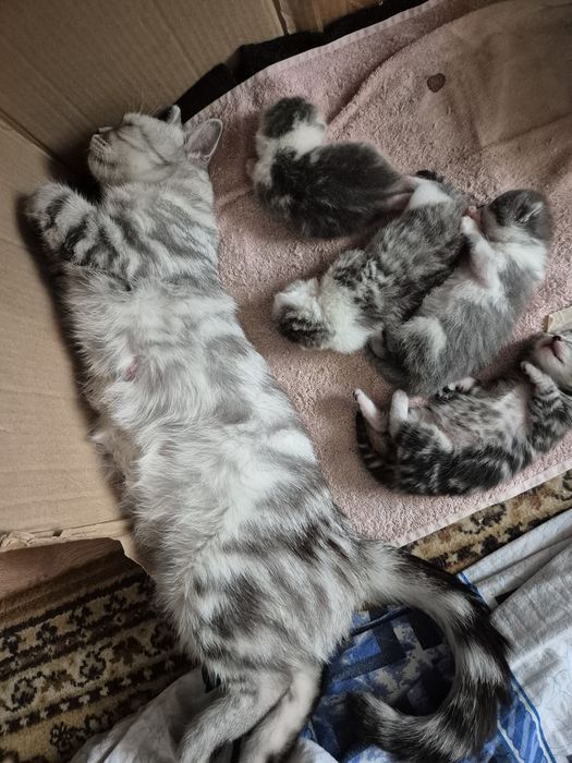 Продвм котят шотланских