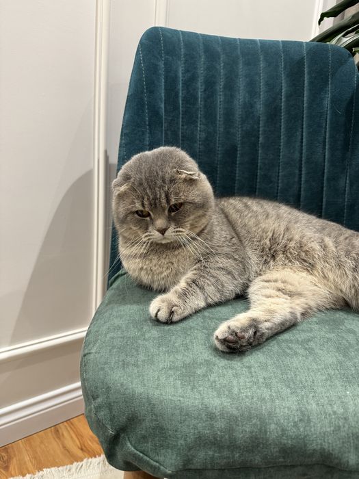 Vyazka uchun o’gil bola mushuk