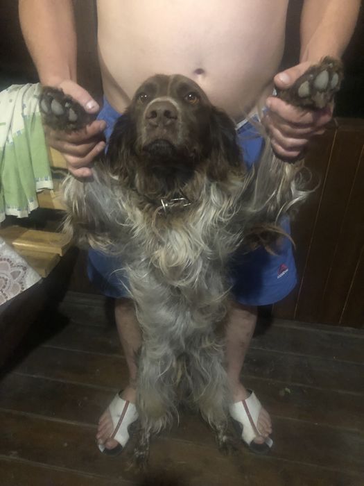 Случка. Спаривание. Кабель два года готов