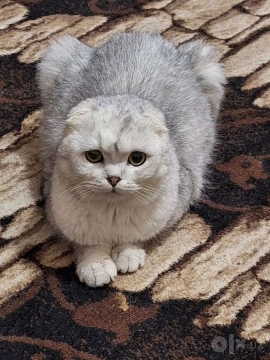 Продам кота не кострат