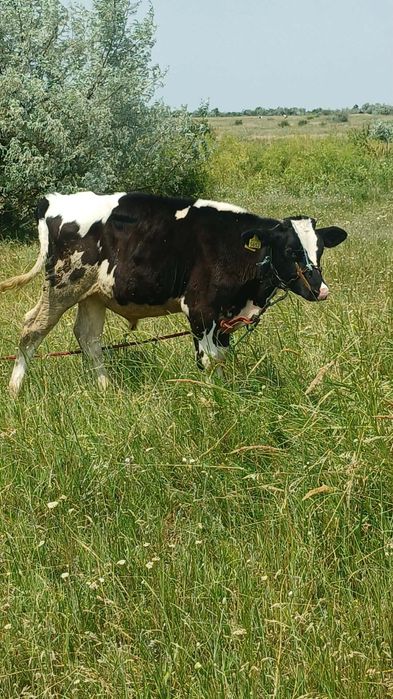 De vânzare trei viței taurasi toti