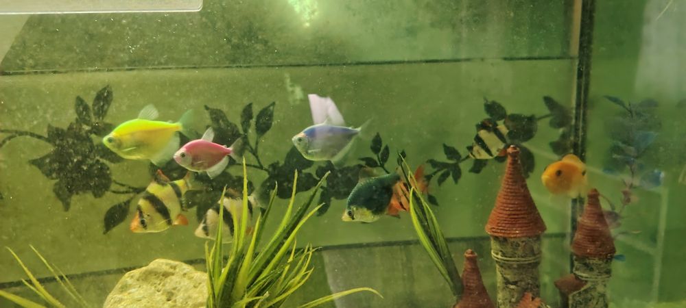 Acvariu 120 l complet