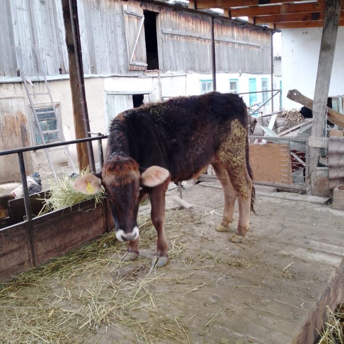 Продам тёлочку хорошую