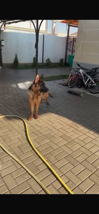 Вязка собак мальчик