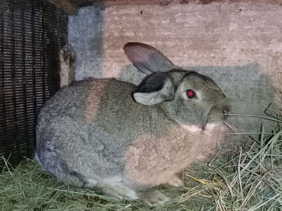 Продаются кролики