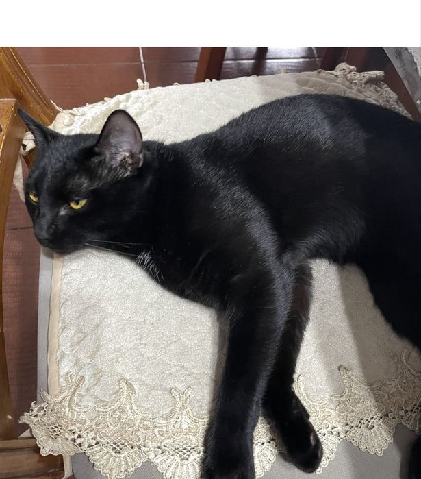 Пропал черный кот зовут Саймон