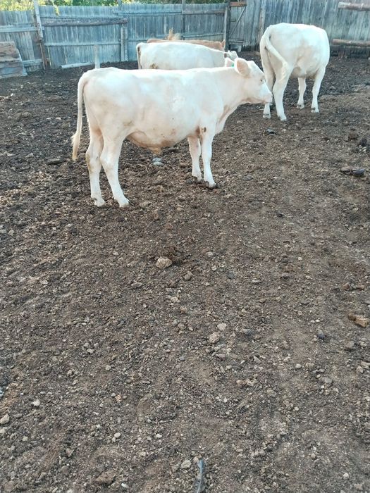 Продам КРС оптом