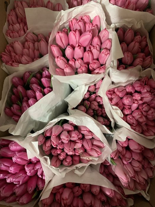 Тюльпаны Темиртау