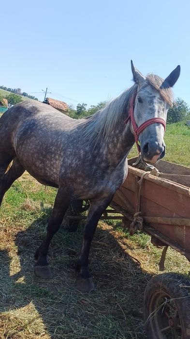 De vânzare două iepe