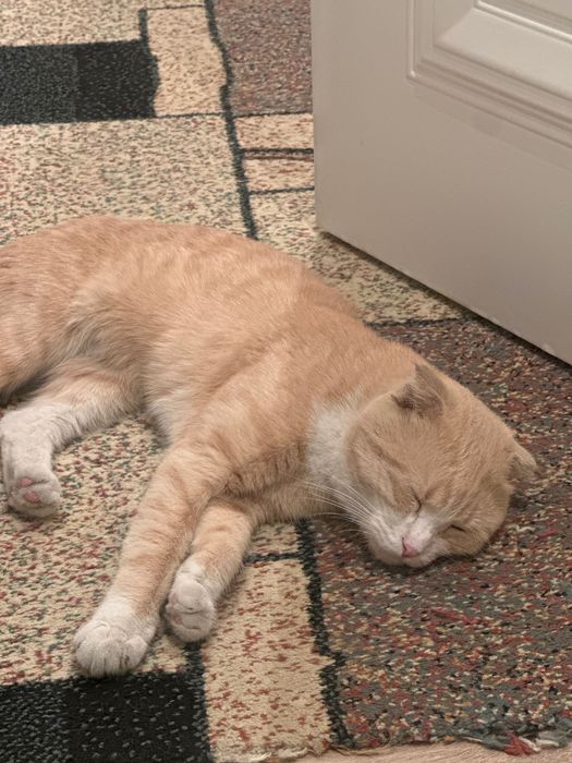 Отдам кот Шотландский Вислоухи