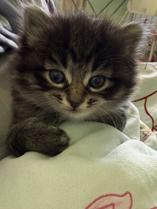 Котята мысықтар