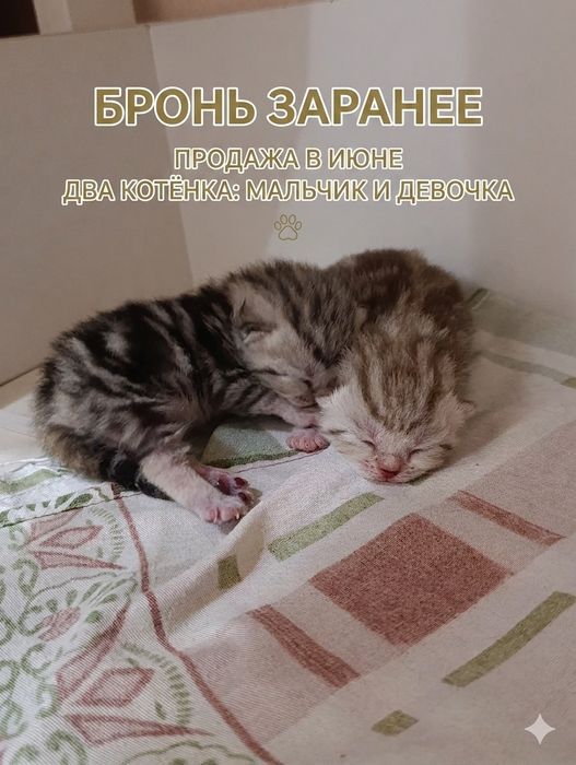 БРОНЬ!!!  за ранее