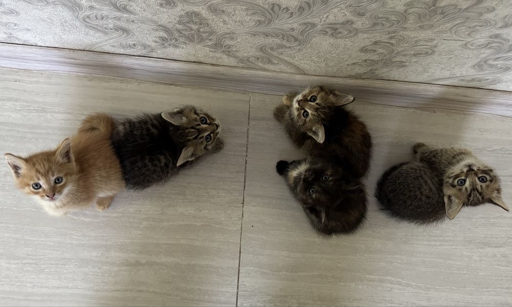 Котята ищут  дом.
