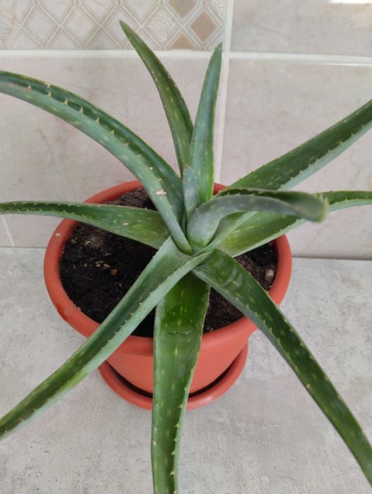 Продам алое лечебное (3 года)