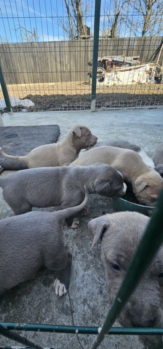 Puiuți de pitbul caută stăpâni