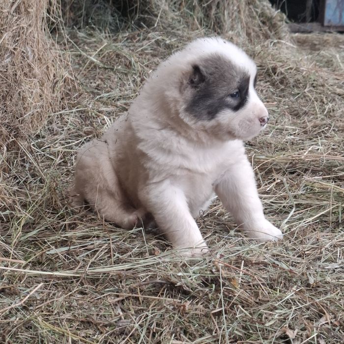 Продам щенков Алабая