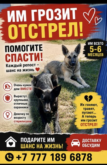 Метисы овчарки пристраиваются вместе