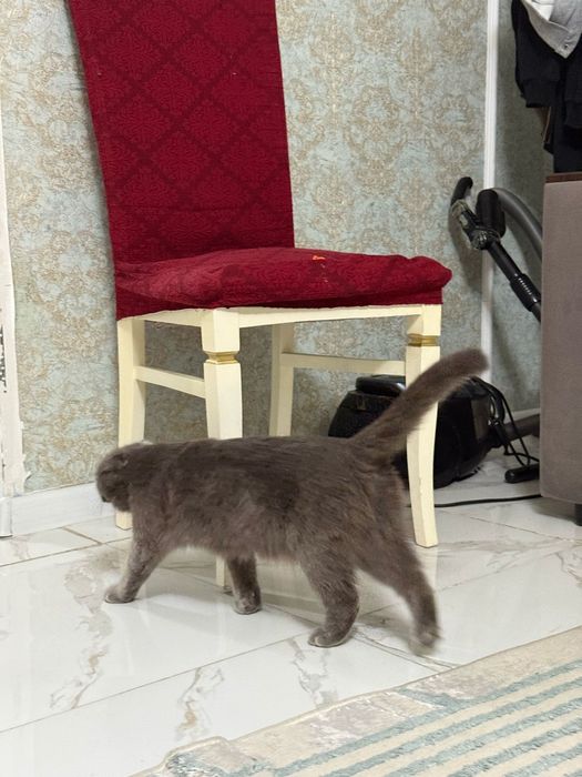 Продаётся кошка шотландская порода девачка