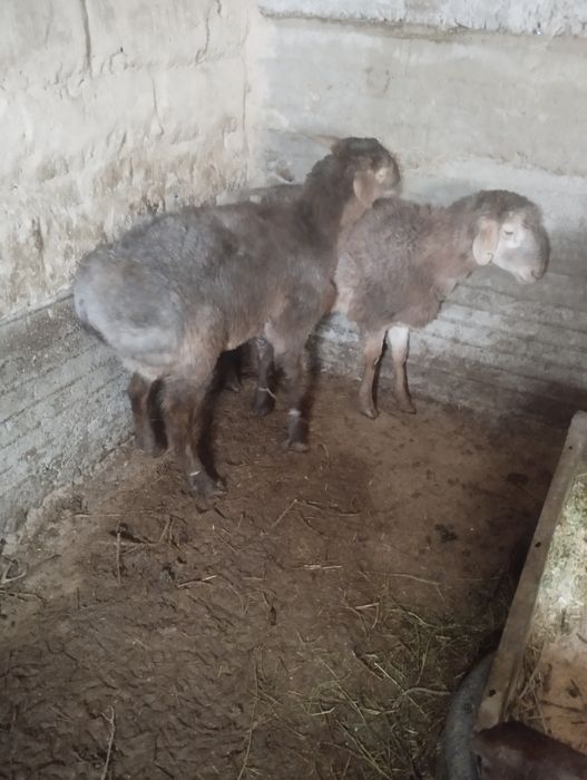 Бордақы қошқар сатылады